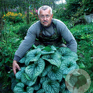 Brunnera macr. 'Alexanders Great' GM P9