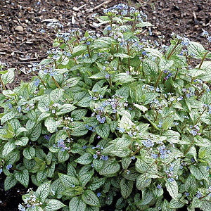 Brunnera macr. 'Alexanders Great' GM P9