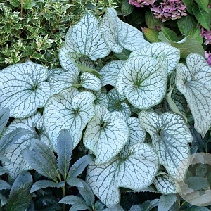 Brunnera macr. 'Alexanders Great' GM P9