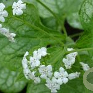 Brunnera macr. 'Mister Morse' GM P9