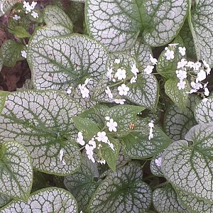 Brunnera macr. 'Mister Morse' GM P9