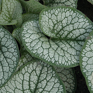 Brunnera macr. 'Sea Heart' GM P9