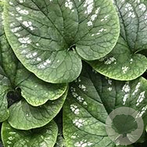 Brunnera macr. 'White Zebra' GM P9