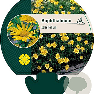 Buphthalmum salicifolium GM P9