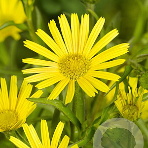 Buphthalmum salicifolium GM P9