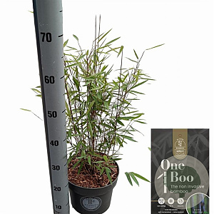 Fargesia 'Black Dragon' 60-80 cm 5,0L