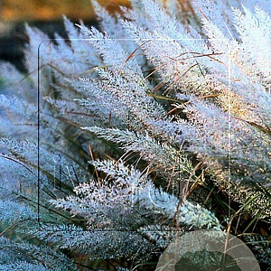 Calamagrostis brachytricha GM P9