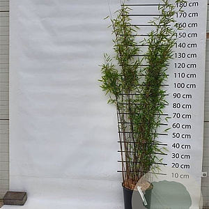 Fargesia nitida 'Black Pearl' 175-200 cm 15L