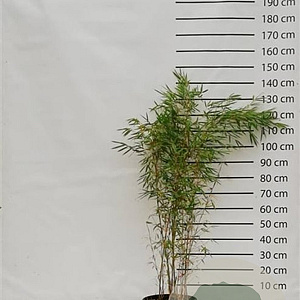 Fargesia robusta 'Campbell' 100-125 cm 15L