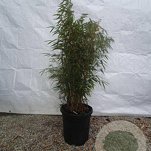 Fargesia robusta 'Campbell' 100-125 cm 15L
