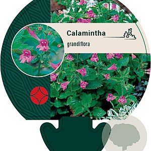 Calamintha grandiflora GM P9