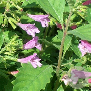 Calamintha grandiflora GM P9