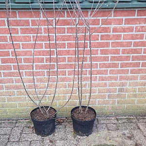 Frangula alnus 100-125 cm 7,5L solitair