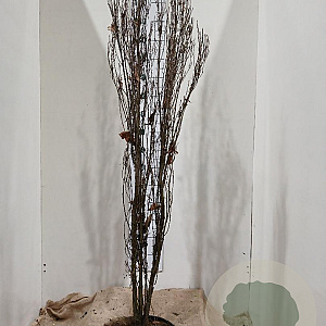 Frangula alnus Fine Line 125-150 cm 20L