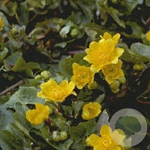 Caltha palustris GM P9