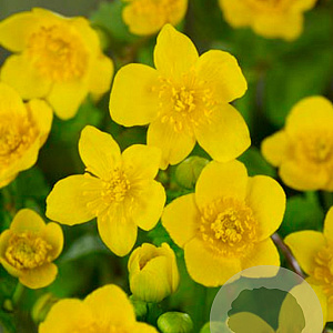 Caltha palustris GM P9