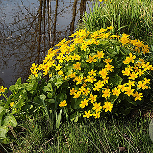 Caltha palustris GM P9