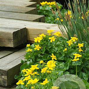 Caltha palustris GM P9