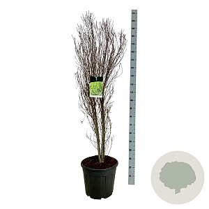 Frangula alnus Fine Line 150-175 cm 30L extra