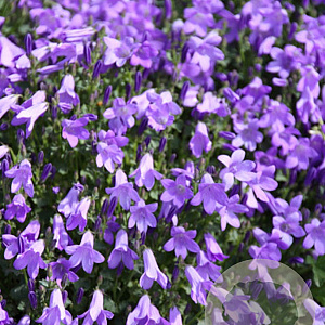 Campanula 'Birch Hybrid' GM P9