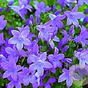 Campanula 'Birch Hybrid' GM P9