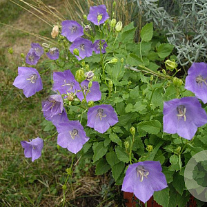 Campanula carpatica GM P9