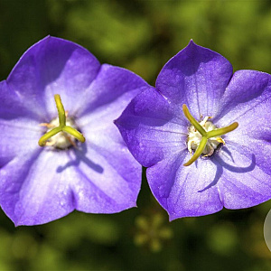 Campanula carpatica GM P9