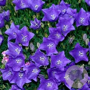 Campanula carpatica GM P9