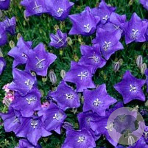 Campanula carpatica GM P9