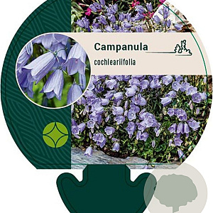 Campanula cochleariifolia GM P9