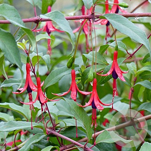 Fuchsia regia reitzii GM P9