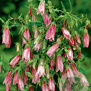 Campanula 'Elizabeth' GM P9