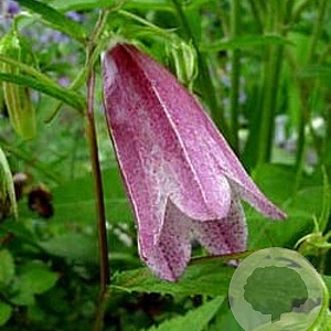 Campanula 'Elizabeth' GM P9