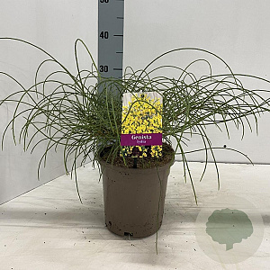 Genista lydia 30-40 cm 2,0L