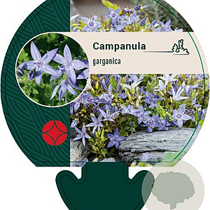 Campanula garganica GM P9