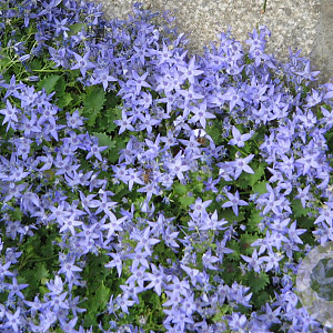 Campanula garganica GM P9