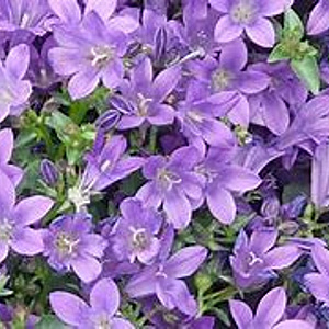 Campanula garganica 'Senior' GM P9