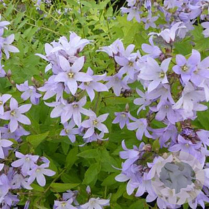 Campanula lactiflora GM P9
