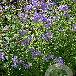 Campanula lactiflora GM P9