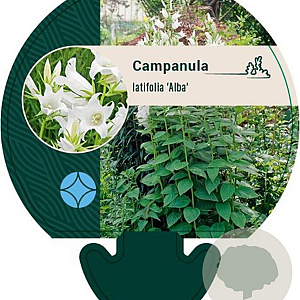 Campanula latifolia 'Alba' GM P9
