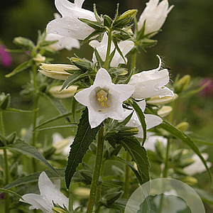 Campanula latifolia 'Alba' GM P9