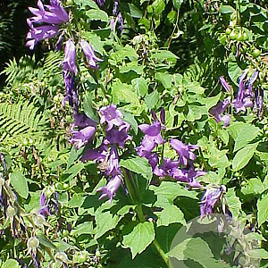 Campanula latifolia macrantha GM P9