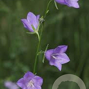 Campanula persicifolia GM P9