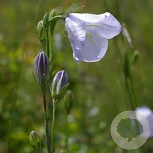 Campanula persicifolia GM P9