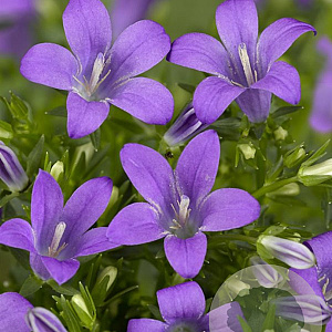 Campanula portenschlagiana GM P9