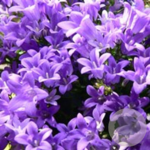 Campanula portenschlagiana GM P9