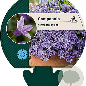 Campanula portenschlagiana GM P9