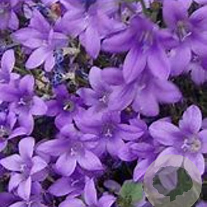 Campanula p. 'Catharina' GM P9