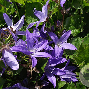 Campanula poscharskyana GM P9