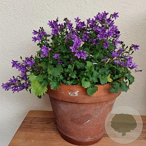 Campanula poscharskyana GM P9